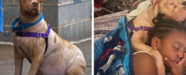 Un cane di nome Fiona