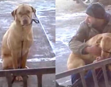 cane lasciato solo al freddo