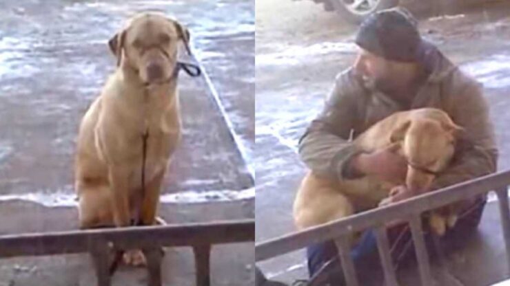 cane lasciato solo al freddo