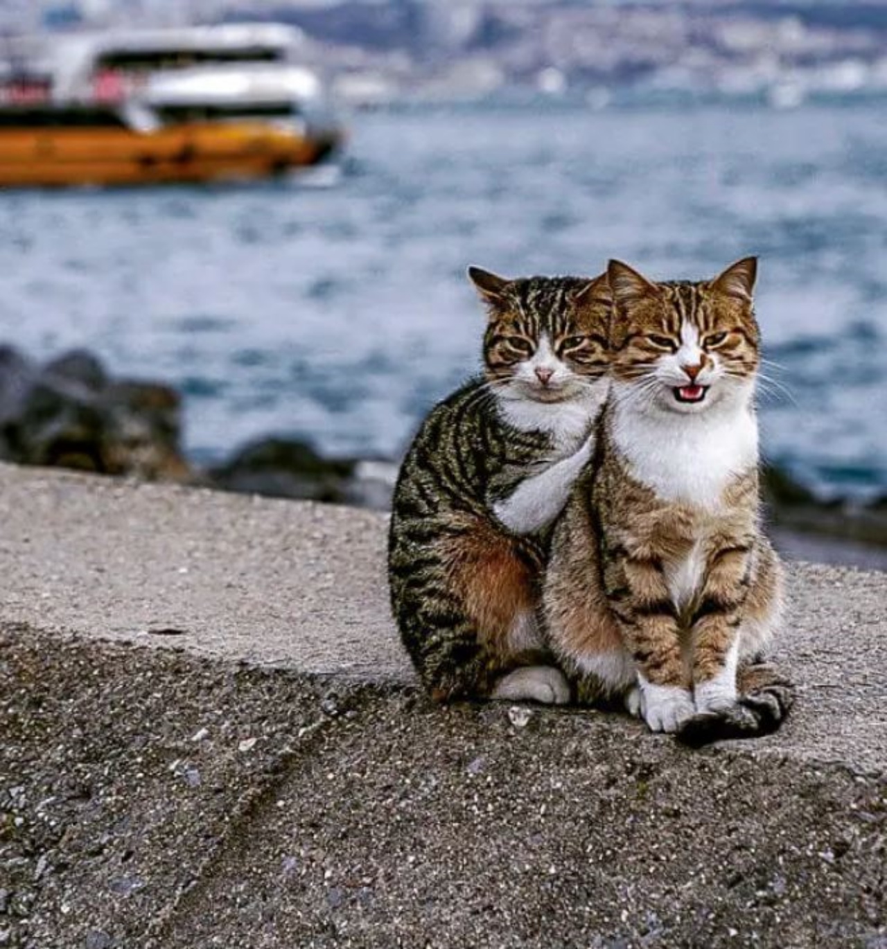 Due gatti randagi seduti su un muretto