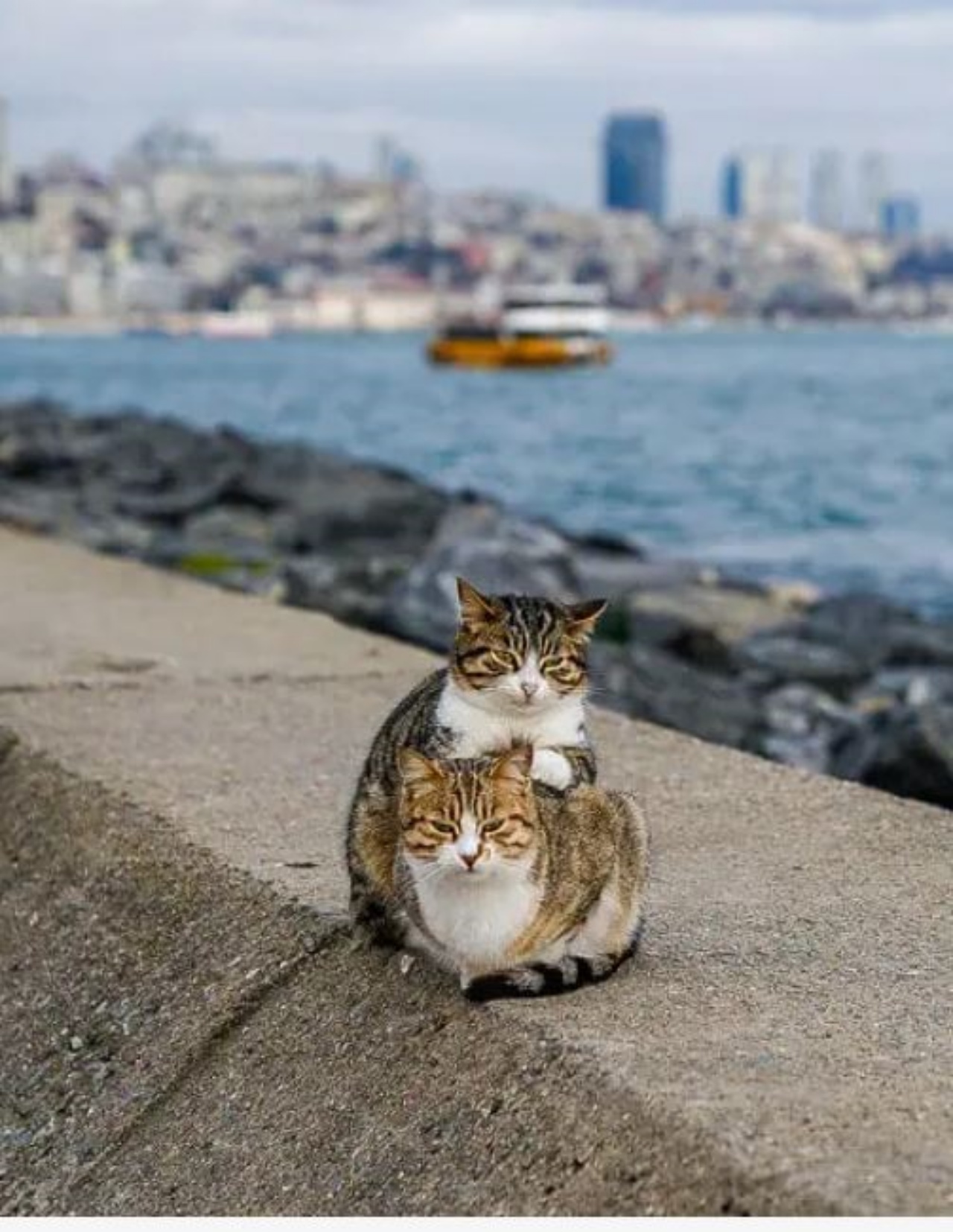 Due gatti che si coccolano su un muretto