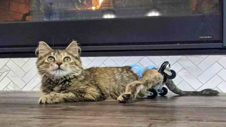 gattina paraplegica