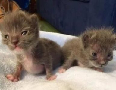 gattini abbandonati in una barca