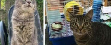 Un gatto perso per 7 anni