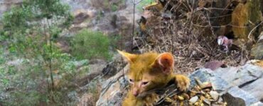 gatto bloccato giallo