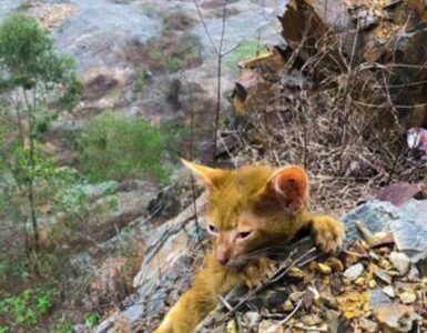 gatto bloccato giallo
