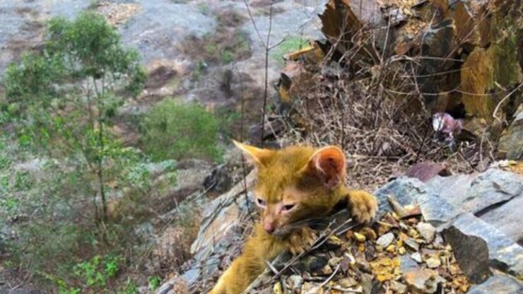 gatto bloccato giallo