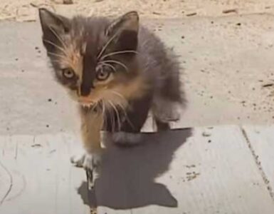 gatto sporco