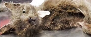 Le pessime condizioni di salute di un gatto