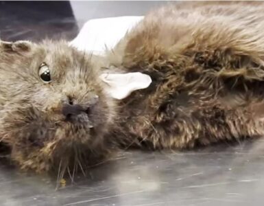 Le pessime condizioni di salute di un gatto