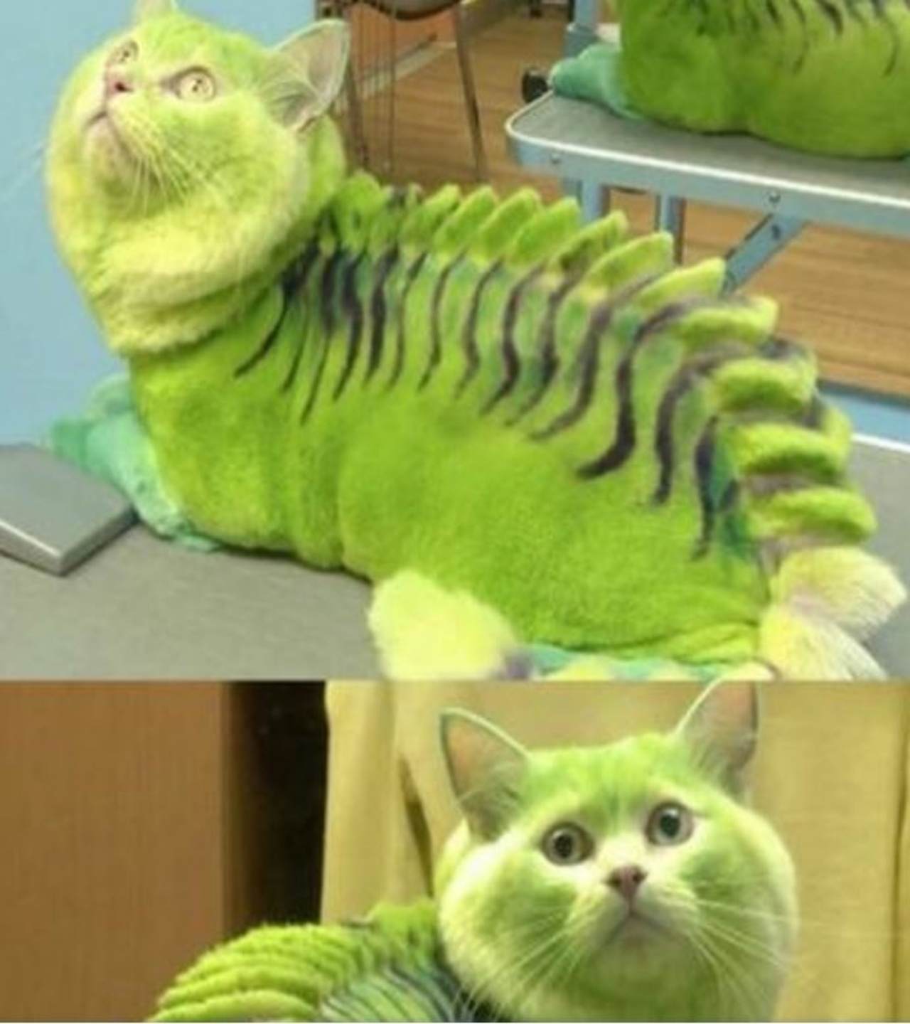 un gatto verde