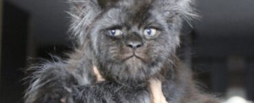 Lo strano volto di un gatto