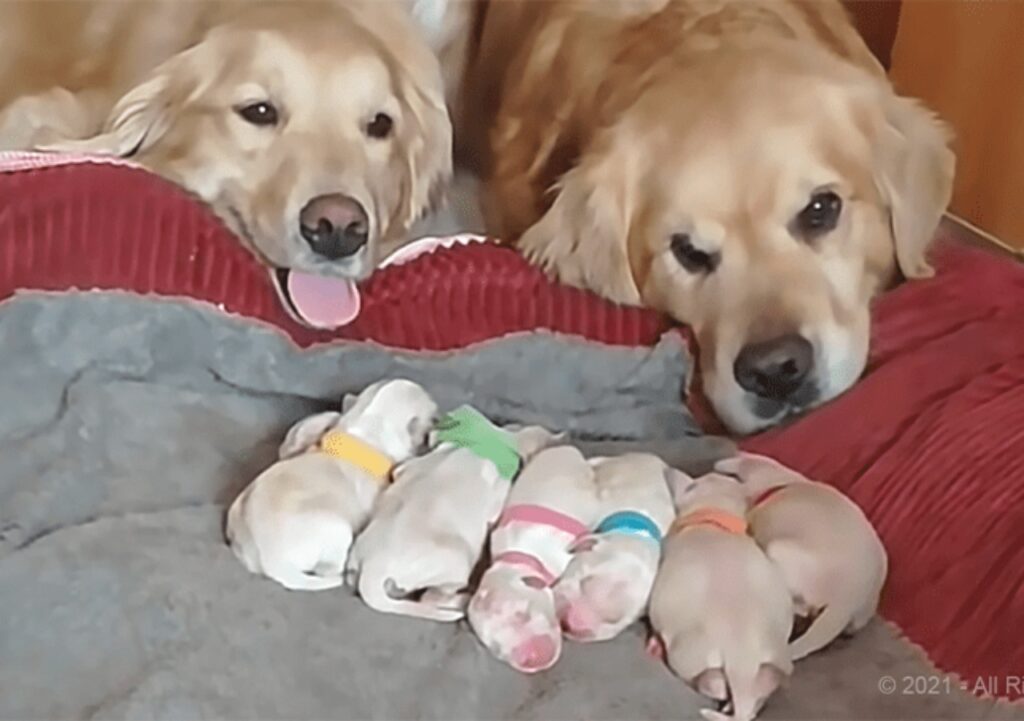 genitori di golden vegliano sui cuccioli