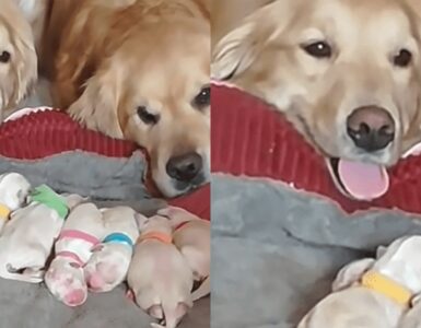 genitori di golden vegliano sui cuccioli