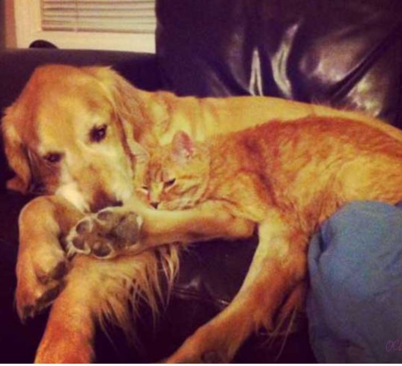 Un cane e un gatto dormono