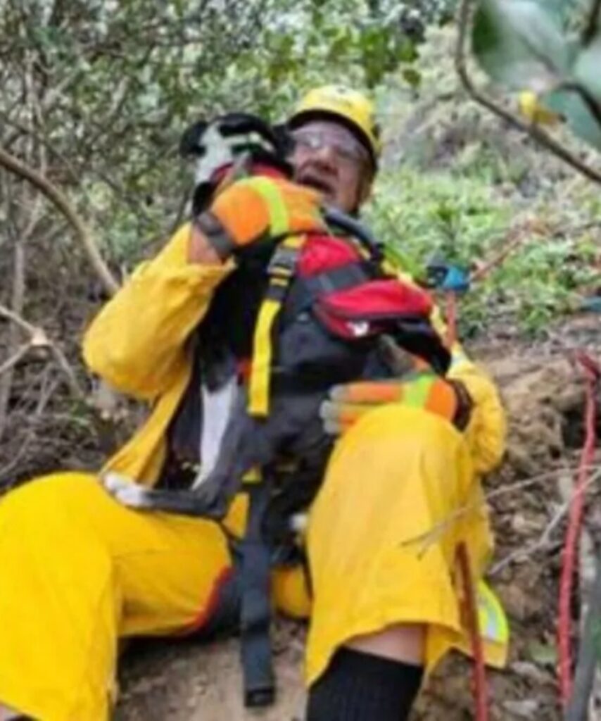 hobo il cane sordo salvato da una fossa di 30m