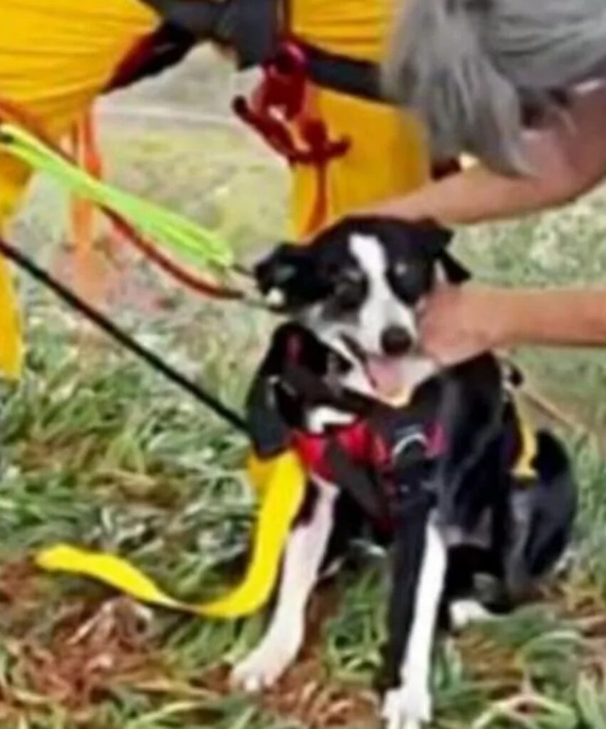 hobo il cane sordo salvato da una fossa di 30m