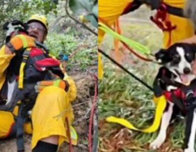 hobo il cane sordo salvato da una fossa di 30m