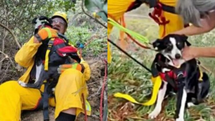 hobo il cane sordo salvato da una fossa di 30m