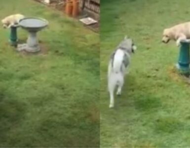 Un Husky e un Golden Retriever