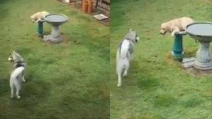 Un Husky e un Golden Retriever