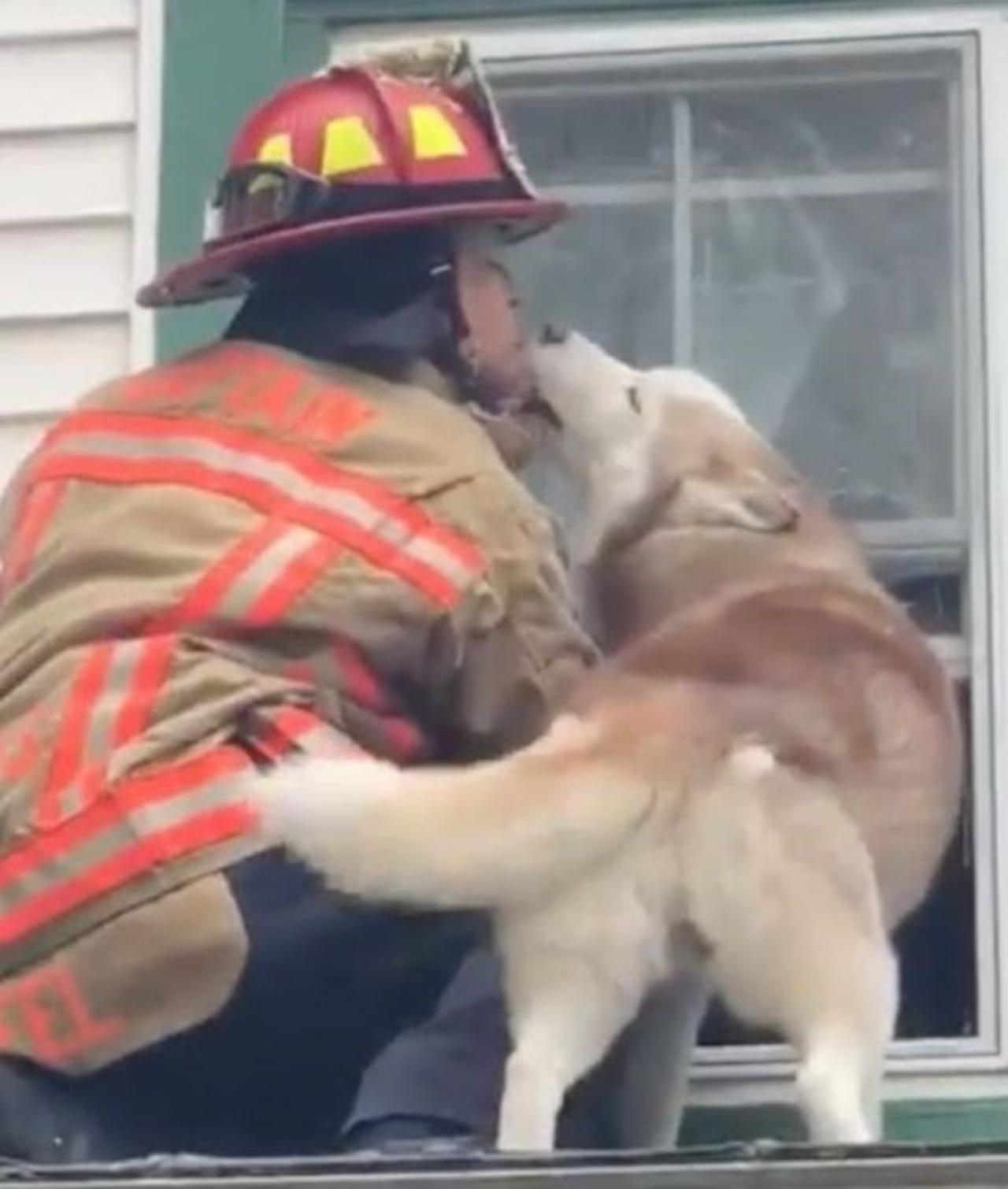 Un cane con un pompiere