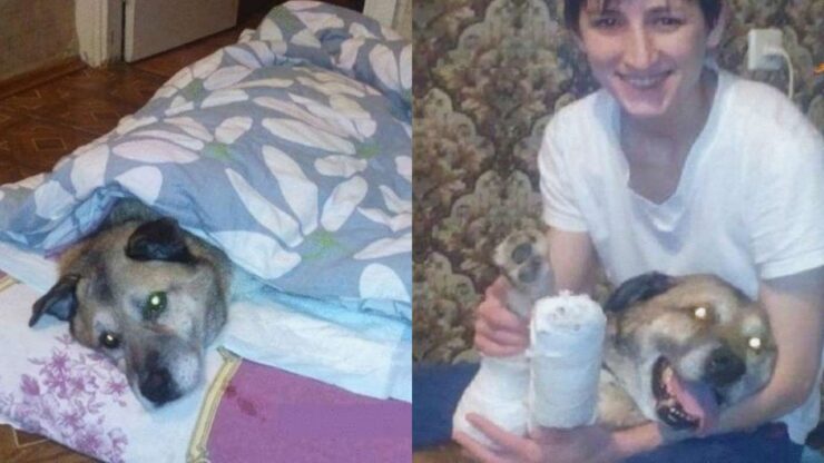 cane investito con zampe rotte