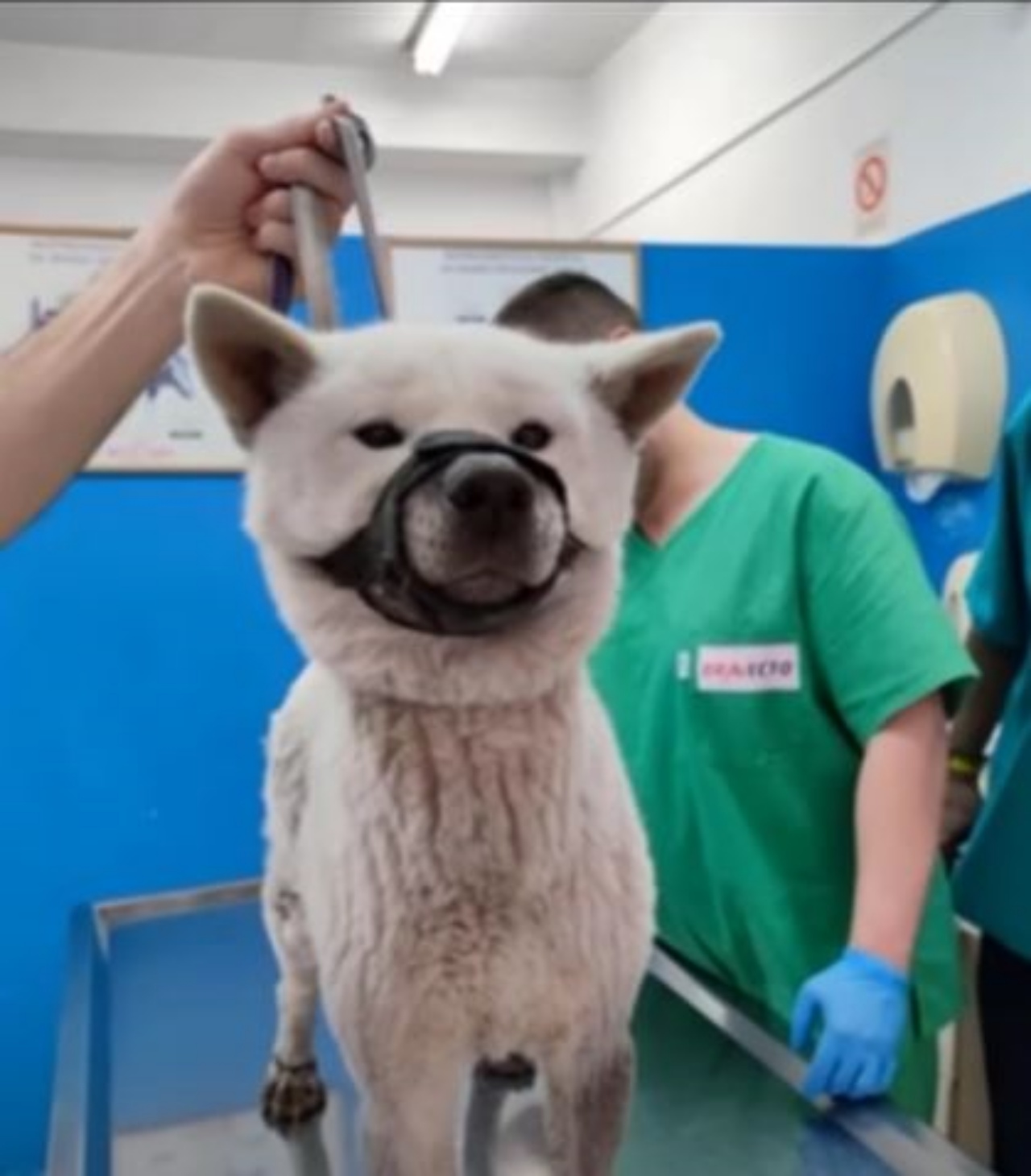 Un cane di nome Keiko in una clinica 