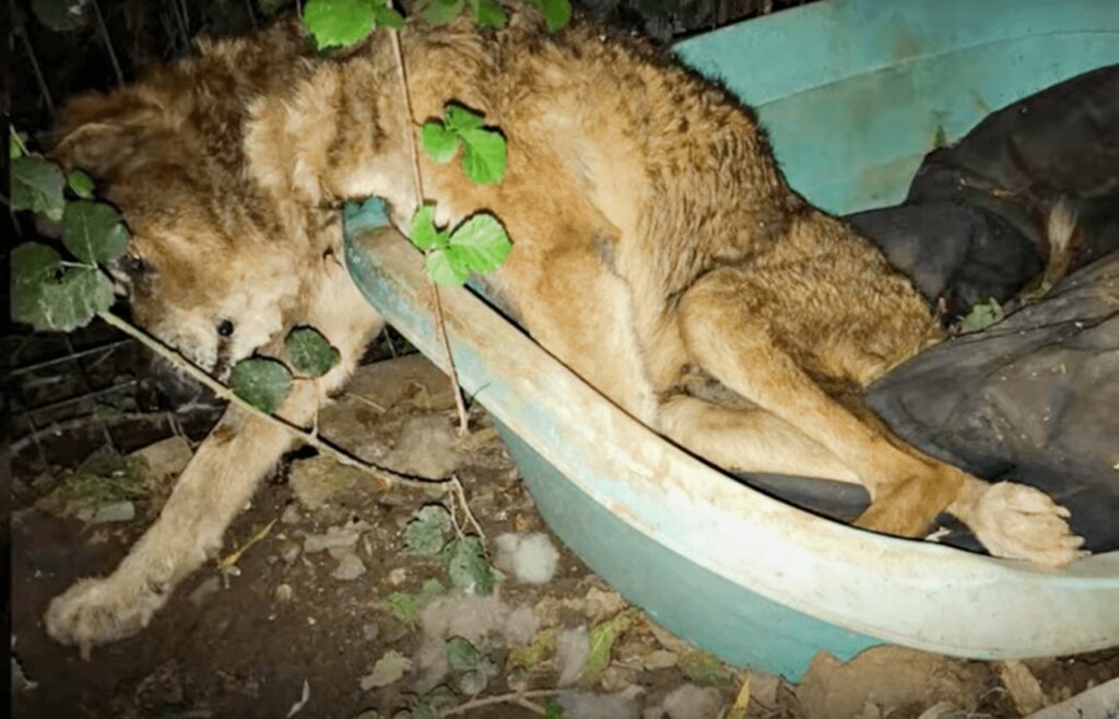 kesto il cane abbandonato nel suo stesso cortile