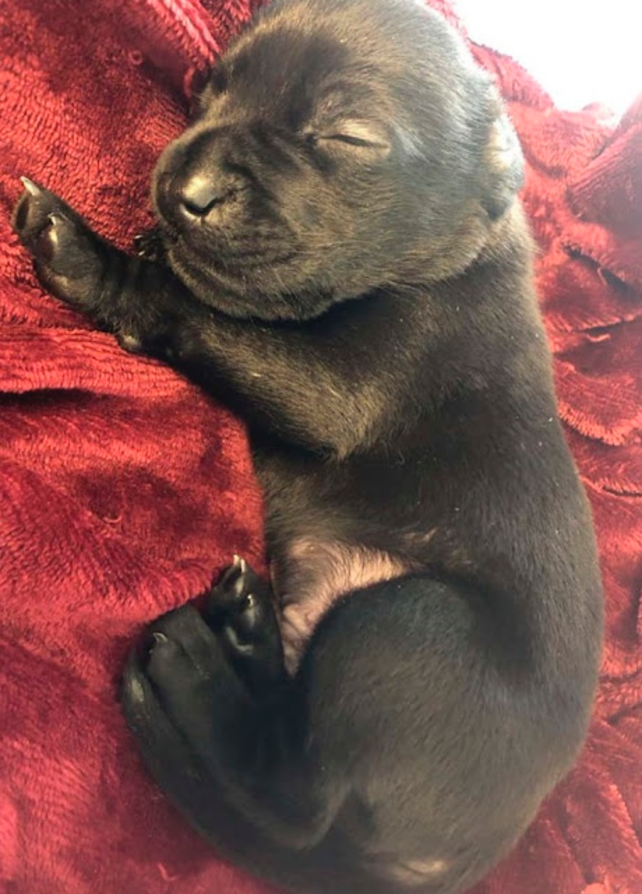 labrador nero coperta