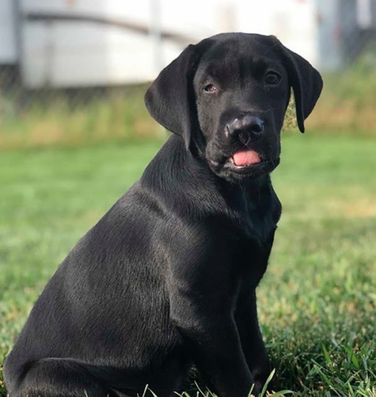 labrador nero prato