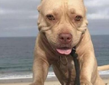 Un cane di nome Lady biscuit