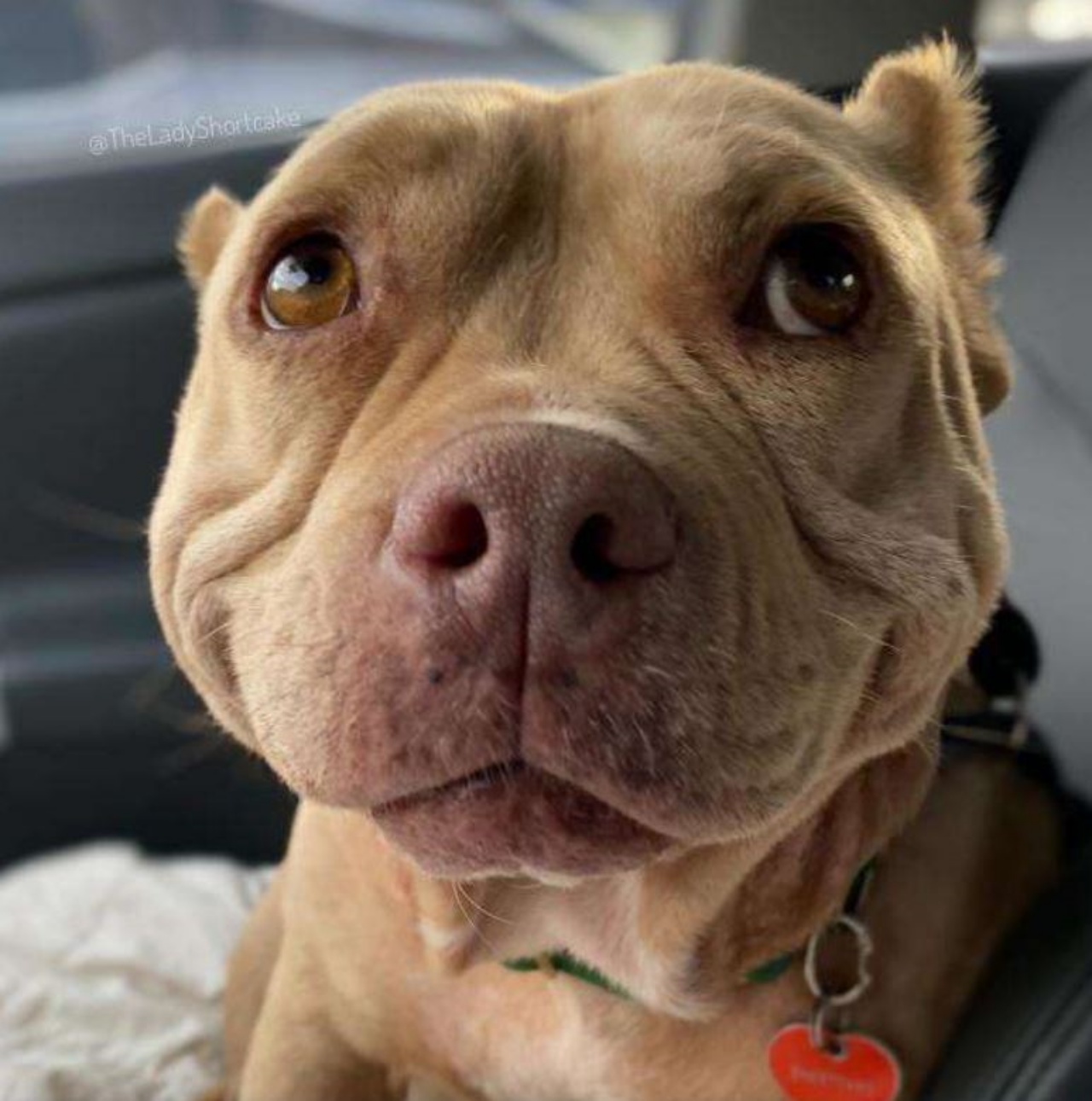 Una cagnolina di nome Lady biscuit