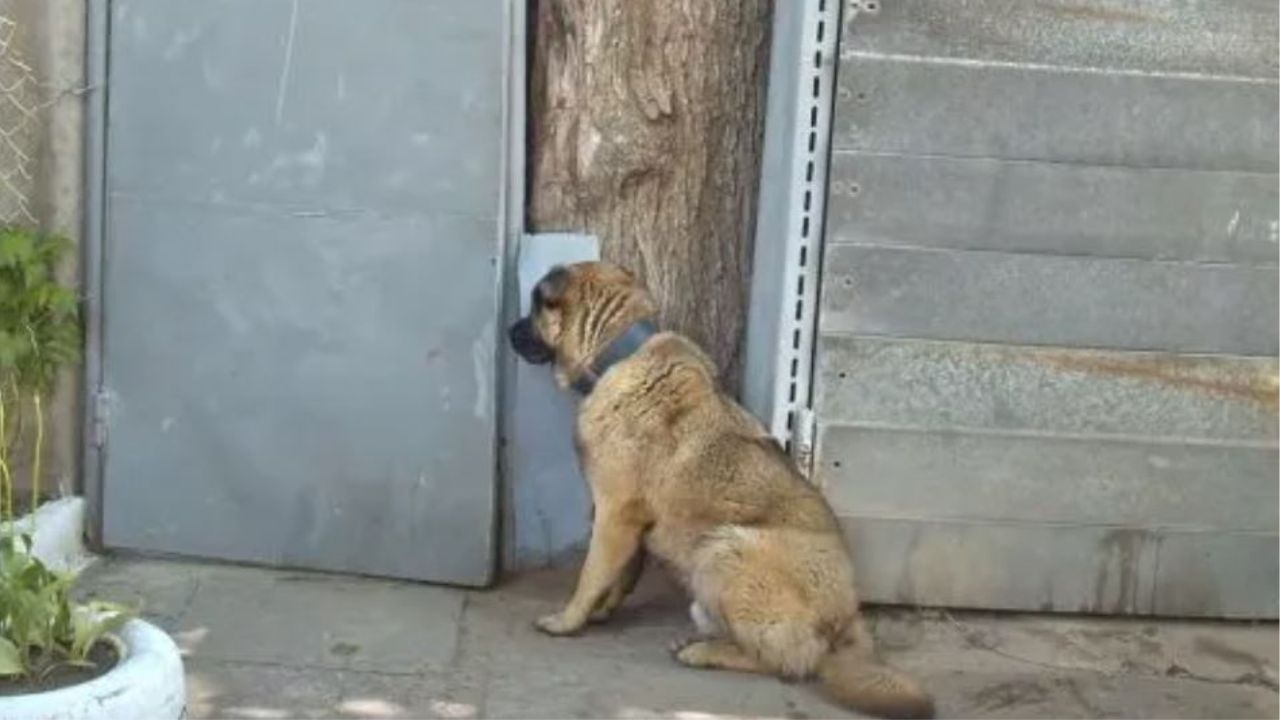 Un cane che aspetta al cancello di casa sua