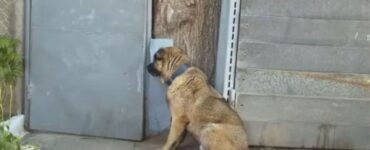 un cane ad un cancello