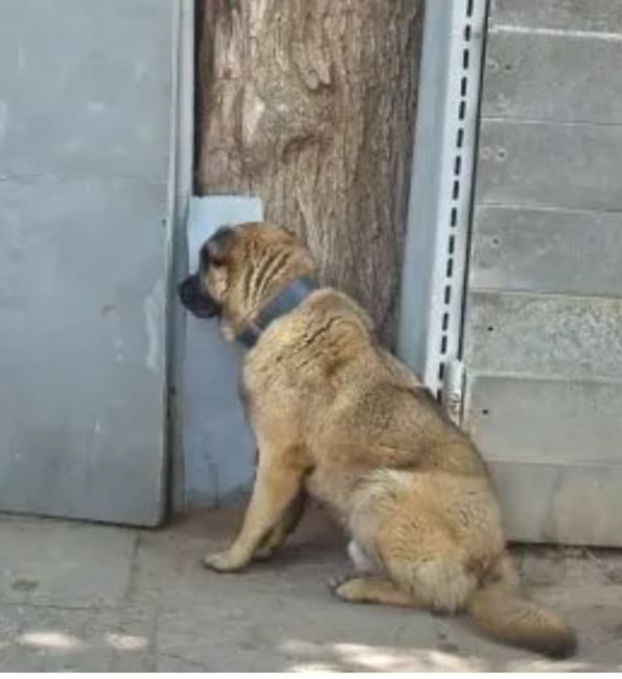 Un cane che si chiama Leo