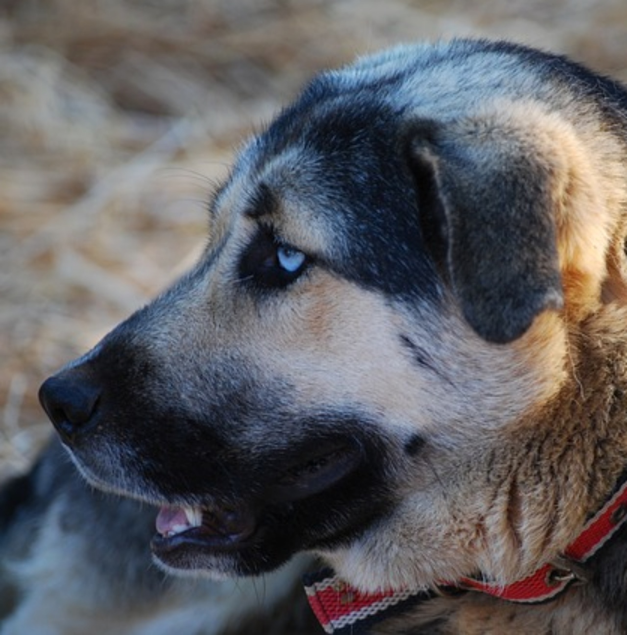 Un cane con gli occhi azzurri