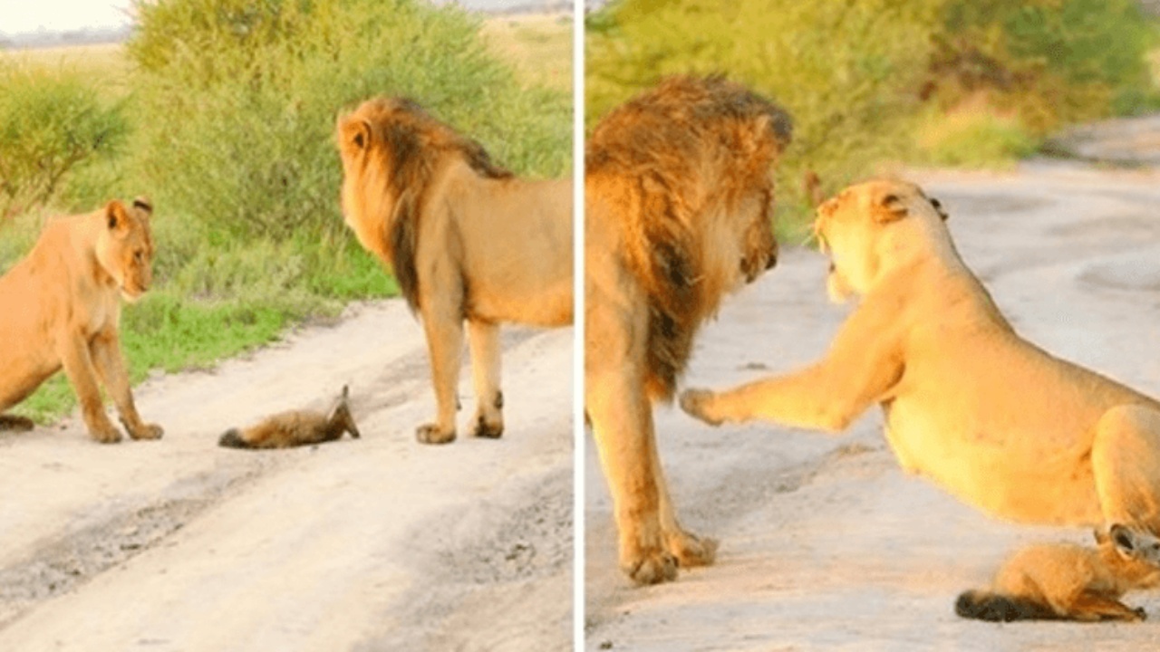 leone adotta lotta