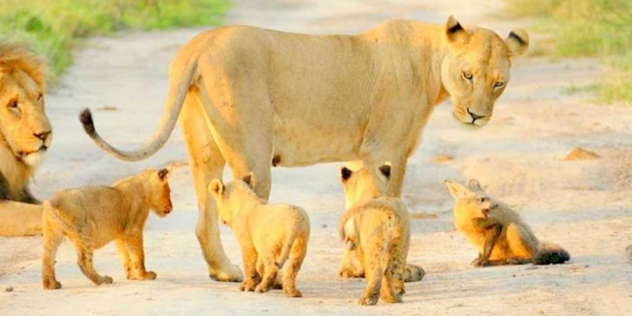 leone adotta famiglia