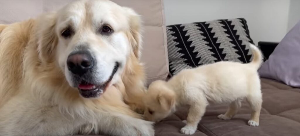 La lotta di un cucciolo per giocare con il suo amico