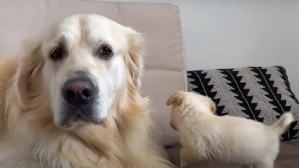 La lotta di un cucciolo per giocare con il suo amico