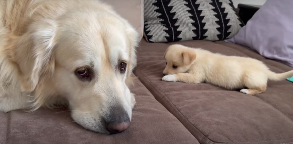 La lotta di un cucciolo per giocare con il suo amico