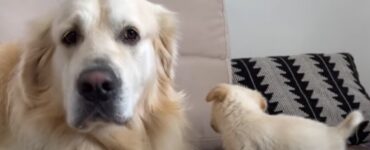 La lotta di un cucciolo per giocare con il suo amico