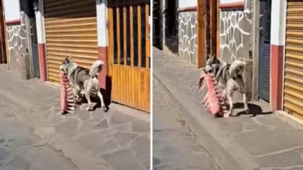 cane ruba costine in macelleria