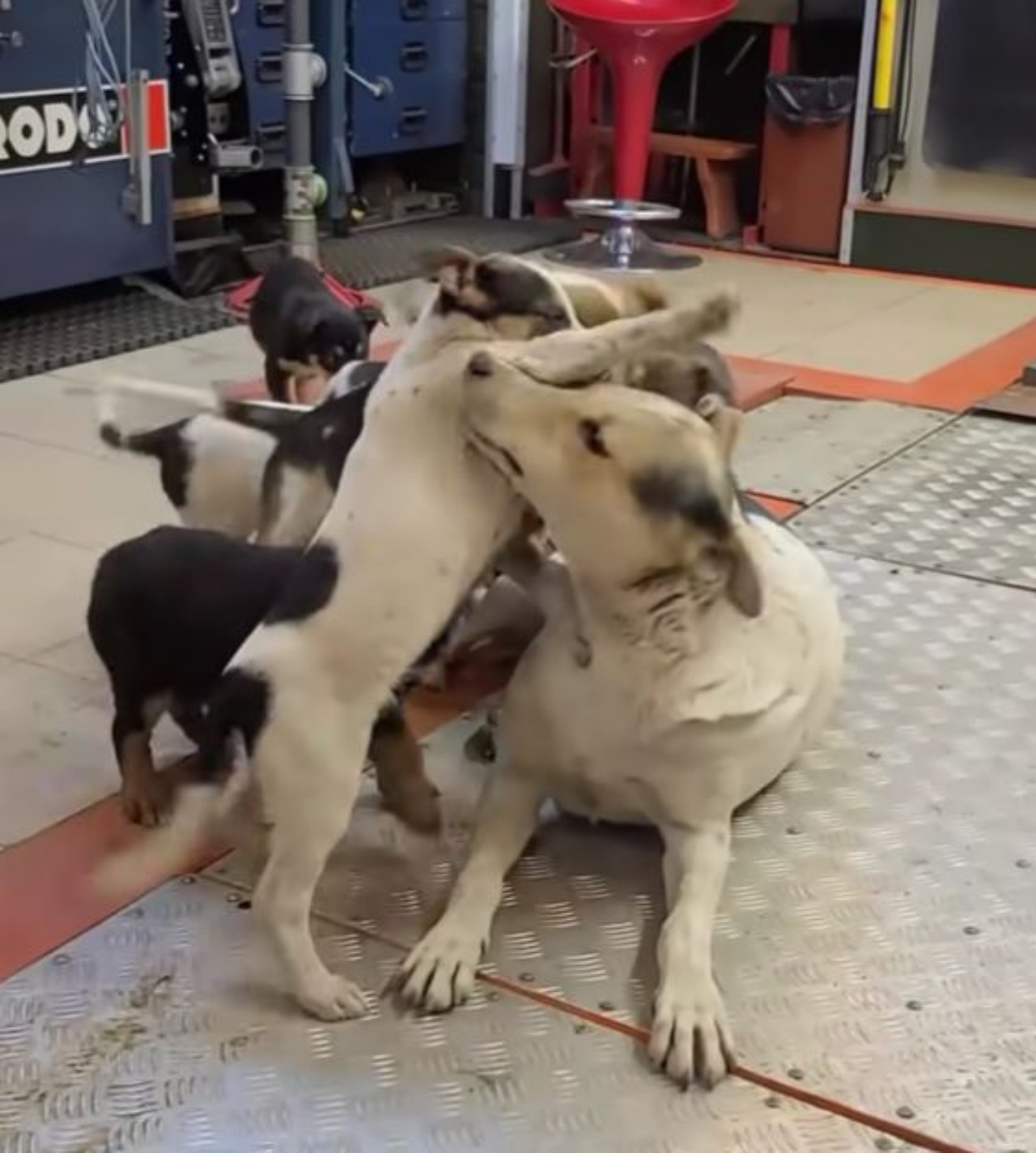 Una mamma cane gioca con i propri cuccioli