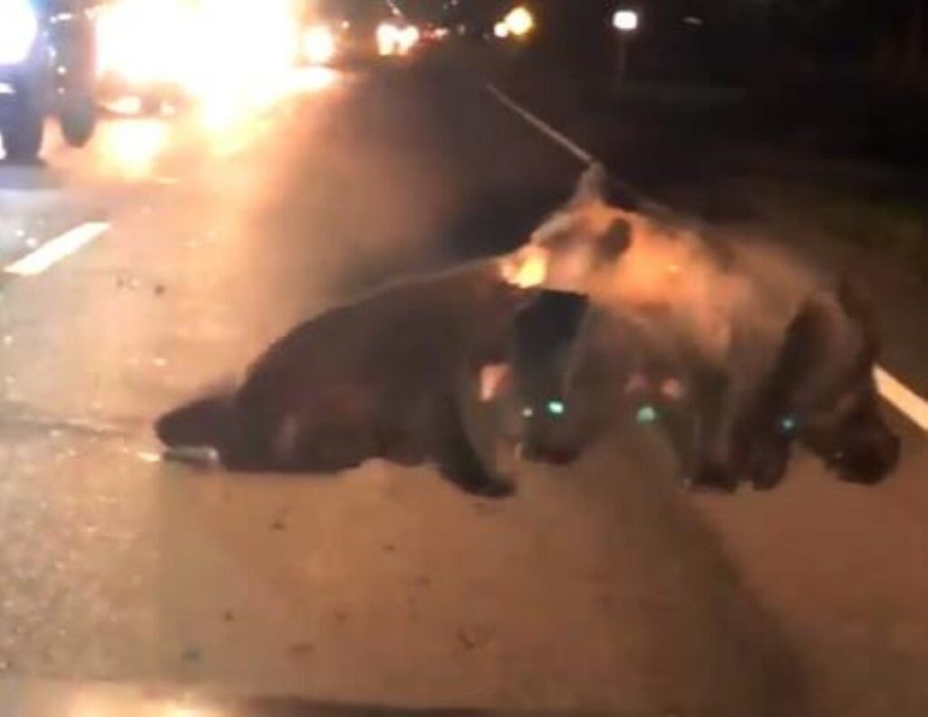 mamma orsa tira il cucciolo via dalla strada