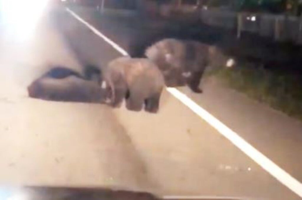 mamma orsa tira il cucciolo via dalla strada