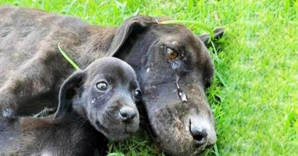 mamma cane triste con il suo cucciolo