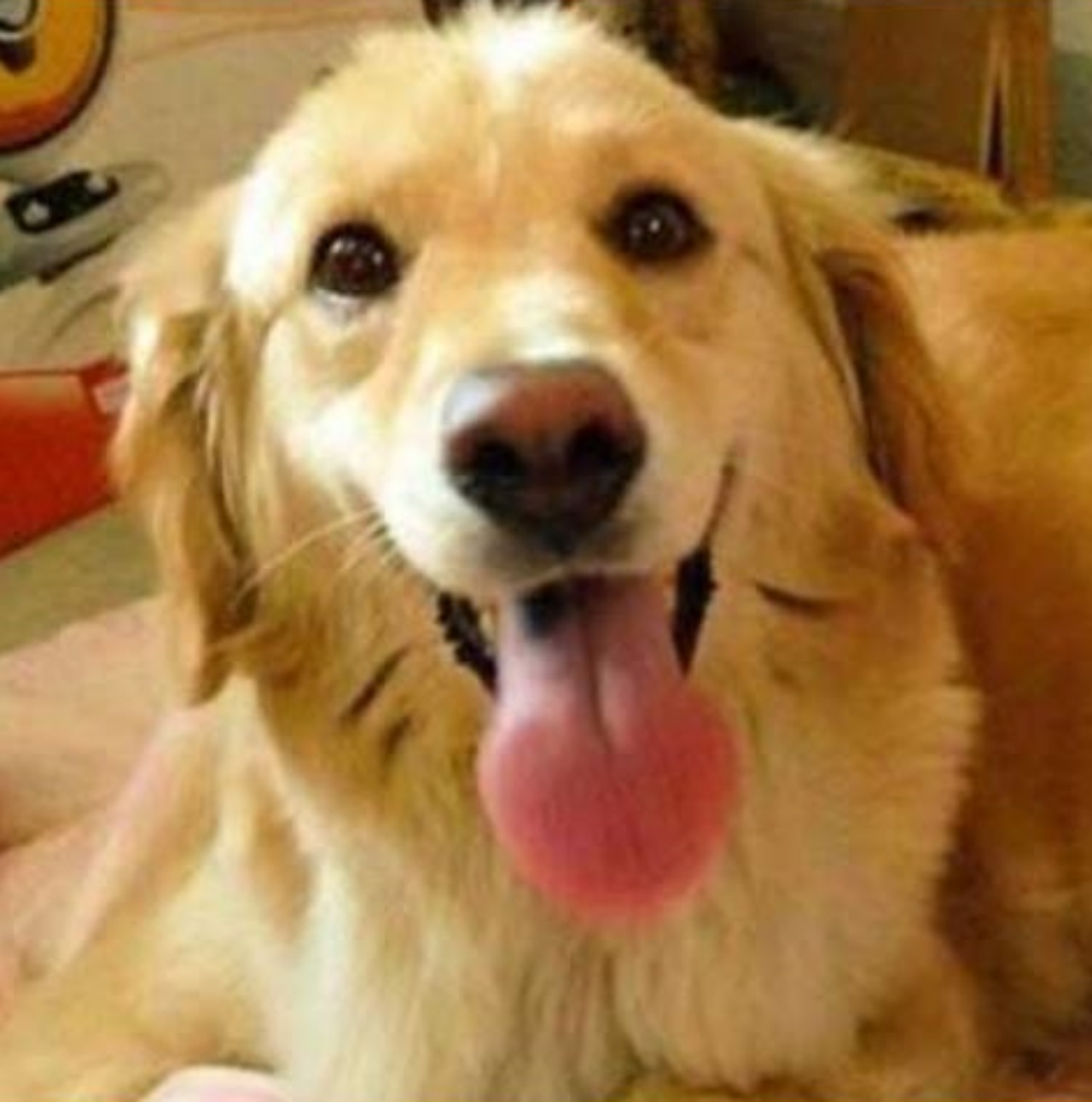 Un Golden Retriever di nome Nina