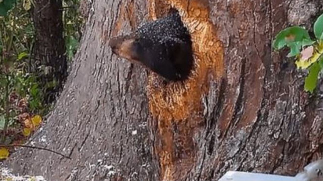 Un orso con la testa incastrata